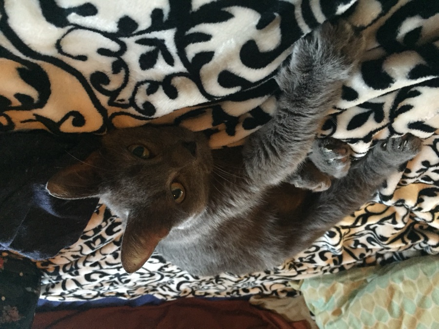 Cat photo